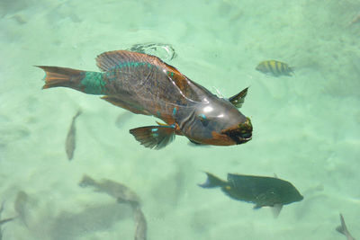 Fish swimming in sea