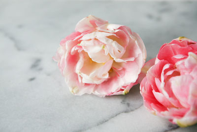 Close-up of pink rose