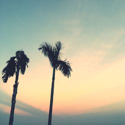 Low angle view of silhouette palm trees against sky