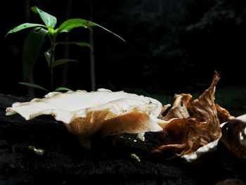 Close-up of crab on plant