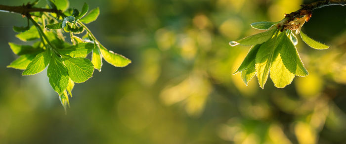 Close-up of fresh green leaves