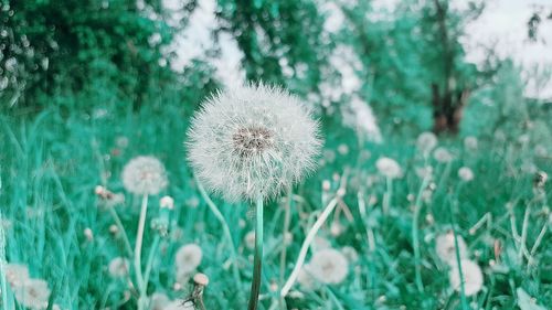 Close-up of white dandelion blooming in field