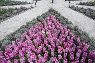 High angle view of pink flowering plants in park