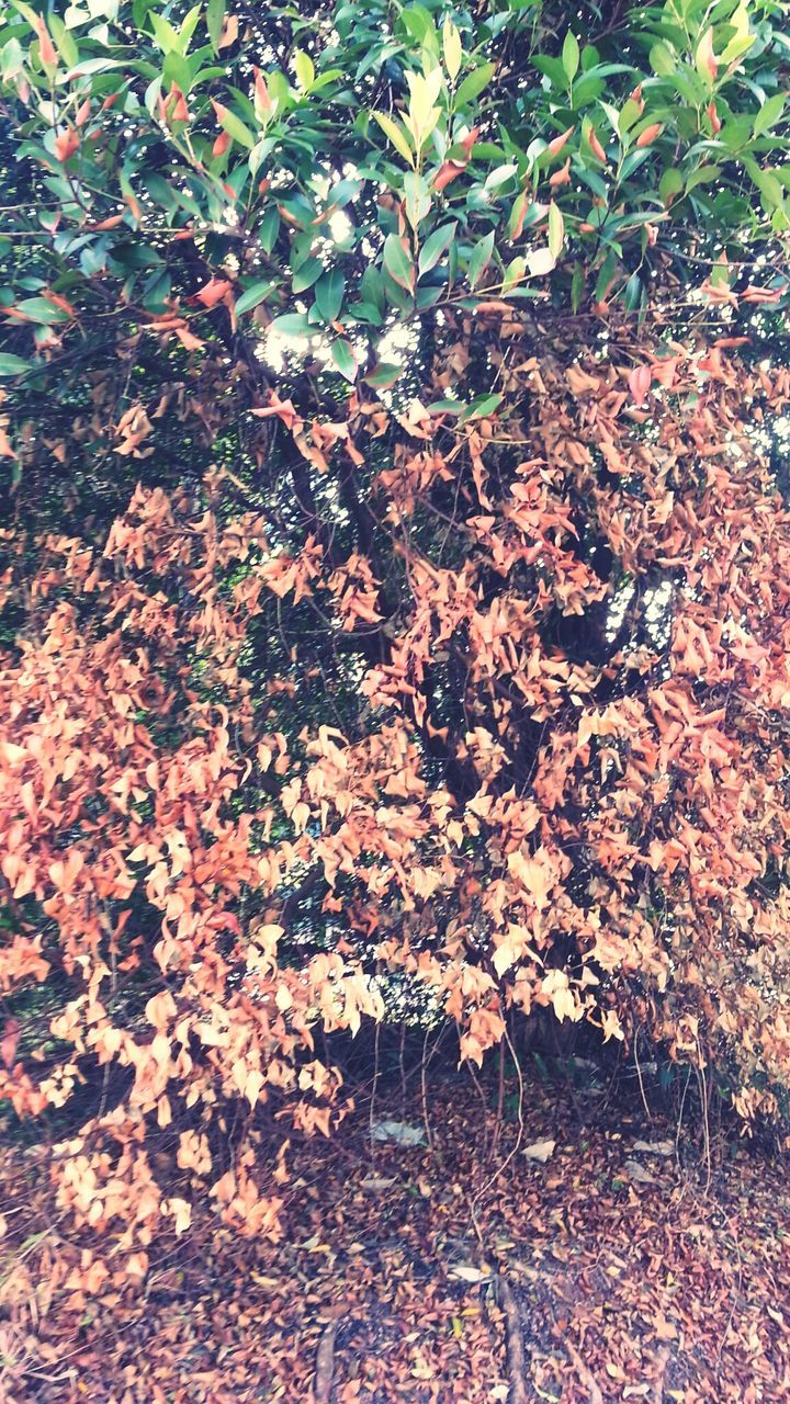 tree, leaf, growth, branch, autumn, nature, plant, change, beauty in nature, day, season, flower, outdoors, high angle view, no people, sunlight, tranquility, low angle view, growing, park - man made space