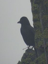 Close-up of bird perching against clear sky