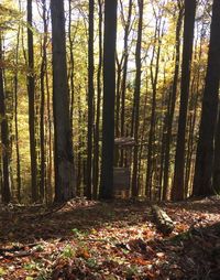 Trees in forest during autumn