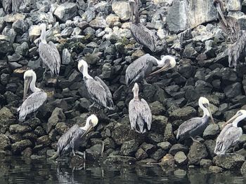 Birds perching on rocks