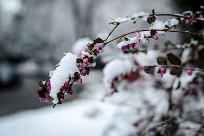 Close-up of cherry blossoms in spring