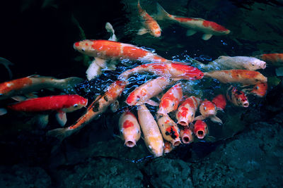 Fish swimming in sea