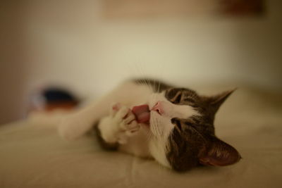 Close-up of cat licking paw on bed at home