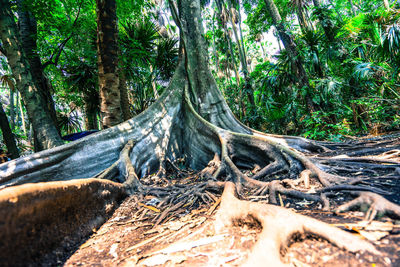 Trees in forest