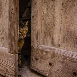 Close-up of cat sitting on wood