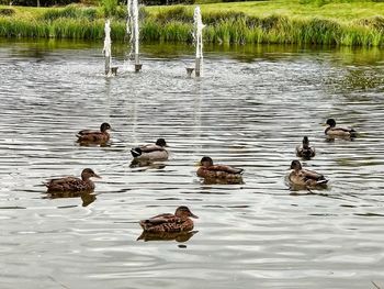 Ducks swimming in lake