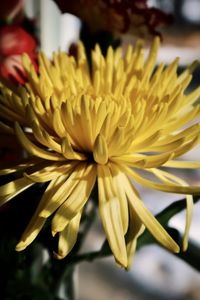 Close-up of yellow flowering plant