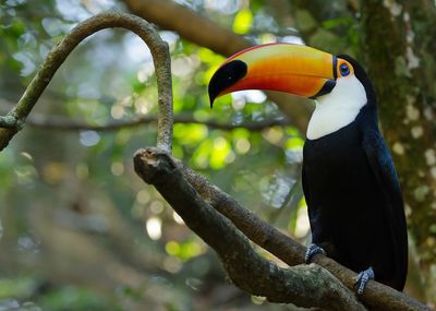 Close-up of bird perching on tree