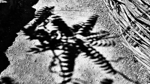 Close-up of shadow on leaf