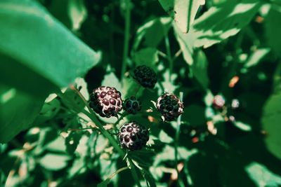 Blackberries