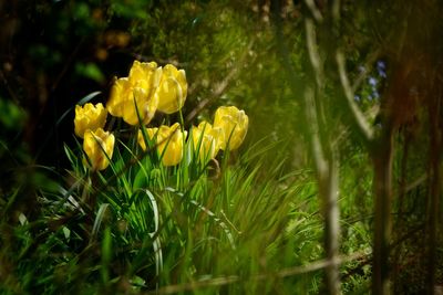 Close-up of yellow flowering plant on field