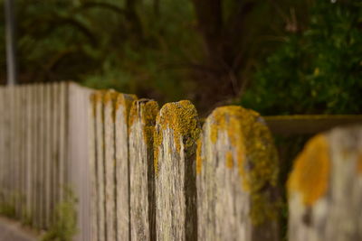 Close-up of wooden fence against trees