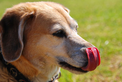 Close-up of dog