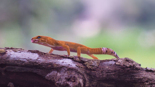 Close-up of lizard on rock