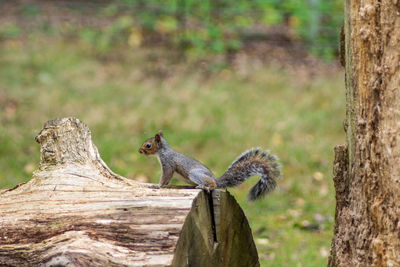 Squirrel on tree trunk