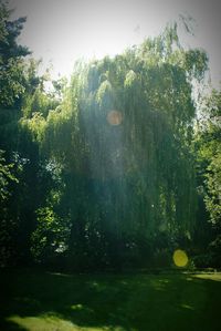 Trees on sunny day
