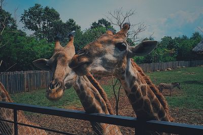 Close-up of giraffe standing on field against sky