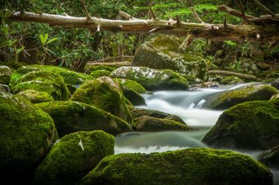 Scenic view of waterfall in forest