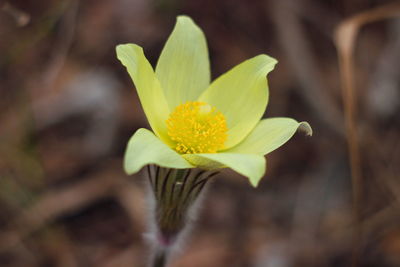 Close-up of yellow flowering plant