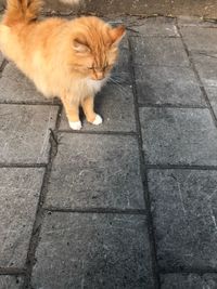 High angle view of a cat on footpath