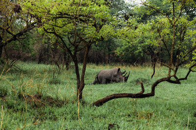 Side view of animals in forest