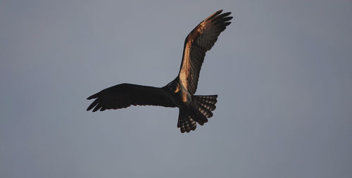 Low angle view of eagle flying in sky