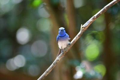 animal wildlife