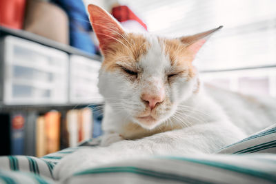 Close-up of cat on bed