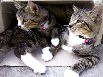 Close-up of cats resting