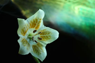 Close-up of white flowering plant