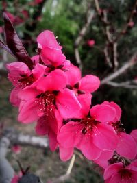 Close-up of pink flowers on tree