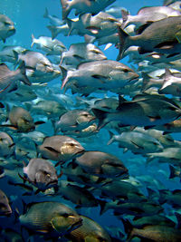 Fish swimming in sea