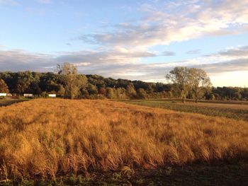 Scenic view of landscape against sky