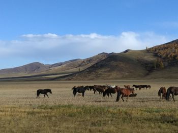 Horses on field against sky