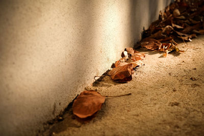 Close-up of dried leaves on concrete wall