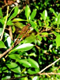 Close-up of lizard on leaf