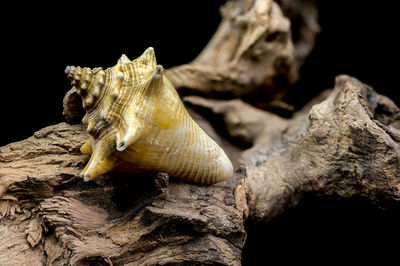 macro photography