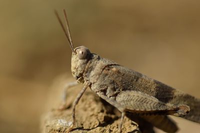 Close-up of lizard on rock