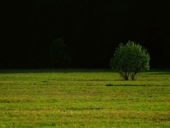 Trees on field at night