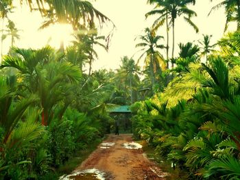 Footpath amidst trees