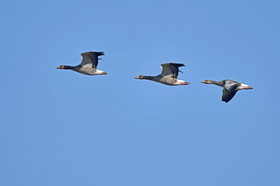 Low angle view of seagulls flying