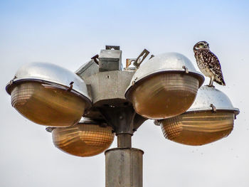 Low angle view of bird on street against sky