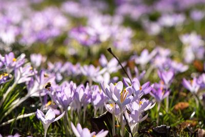 Close-up of purple crocus flowers on field